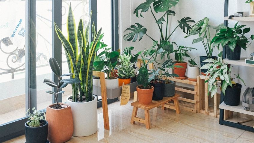 5 consejos fáciles de seguir para cuidar tus plantas de interior