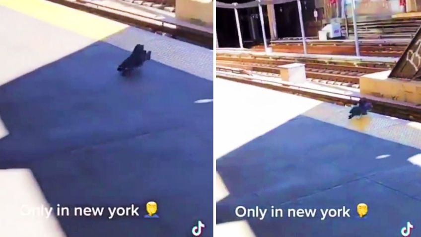 ¡Asesinas! Dos palomas malvadas arrojan a otra a las vías del metro en NY: VIDEO VIRAL