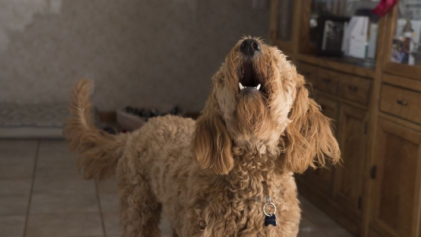 ¿Por qué ladra tanto mi perro? Te explicamos cómo calmar a tu "lomito"