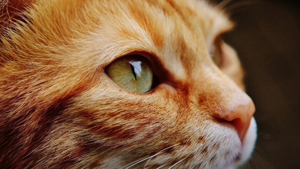 ¡INTERESANTE! Estudio demuestra que los GATOS no tienen problemas en ir con una persona que hizo daño a su amo. Foto: Pixabay