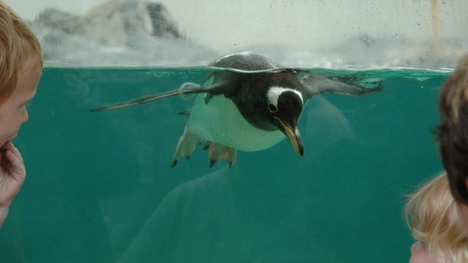 Los pingüinos fueron vacunados para protegerlos de la gripe aviar. Foto: AFP