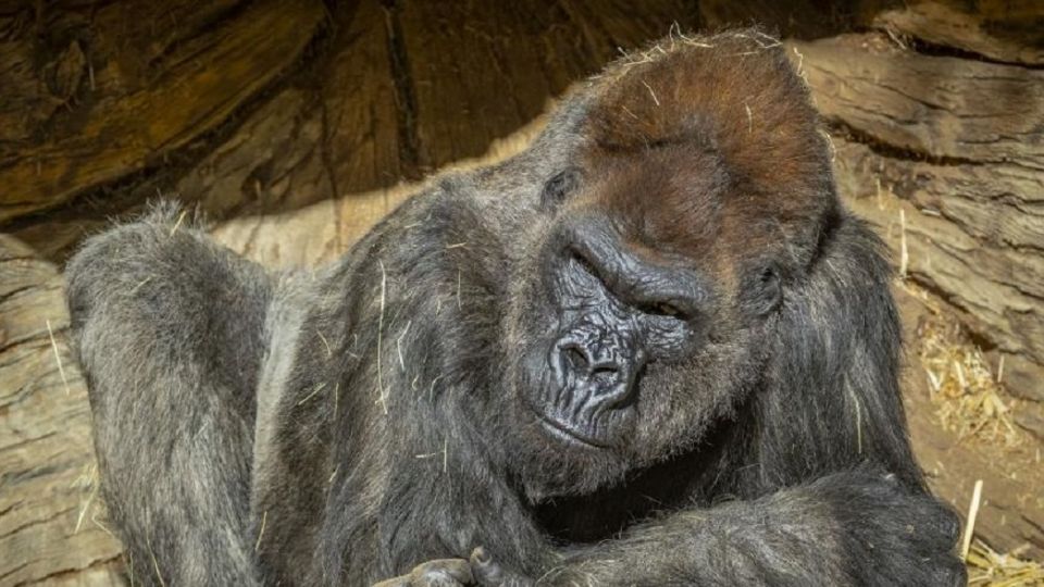 Este lunes reabrirán los zoológicos en la  Ciudad de México. Foto: La Vanguardia