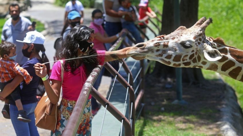 ¡CDMX reabre zoológicos y acuarios! Estos son los HORARIOS y PROTOCOLOS sanitarios para visitarlos