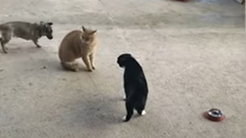 VIDEO VIRAL: ¡No se peguen! Perrito se hace viral al intentar calmar a dos gatos a punto de pelear