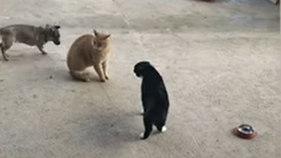 El preocupado perrito intentó pro todos los medios evitar la pelea de sus 'hermanos' felinos. FOTO: ESPECIAL