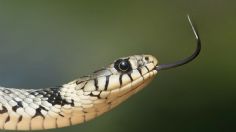 ¡Una pesadilla! Peligrosa COBRA sale de taza del BAÑO y aterroriza a hombre: VIDEO