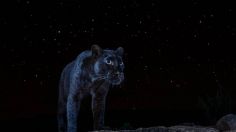 ¡IMAGEN NUNCA ANTES VISTA! Captan leopardo negro posando con las estrellas: FOTO