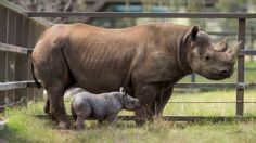 Nace RINOCERONTE NEGRO, especie catalogada en peligro crítico de extinción: VIDEO