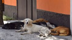 VIDEO VIRAL: Abuelita es atacada por jauría de perros; sufre mordeduras en la cara y brazos