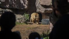 Museos y zoológico reabren puertas