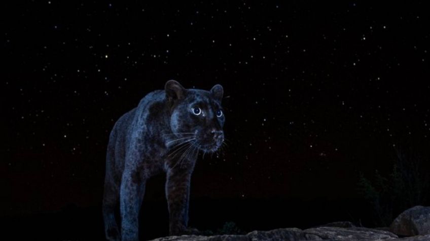 ¡IMAGEN NUNCA ANTES VISTA! Captan leopardo negro posando con las estrellas: FOTO