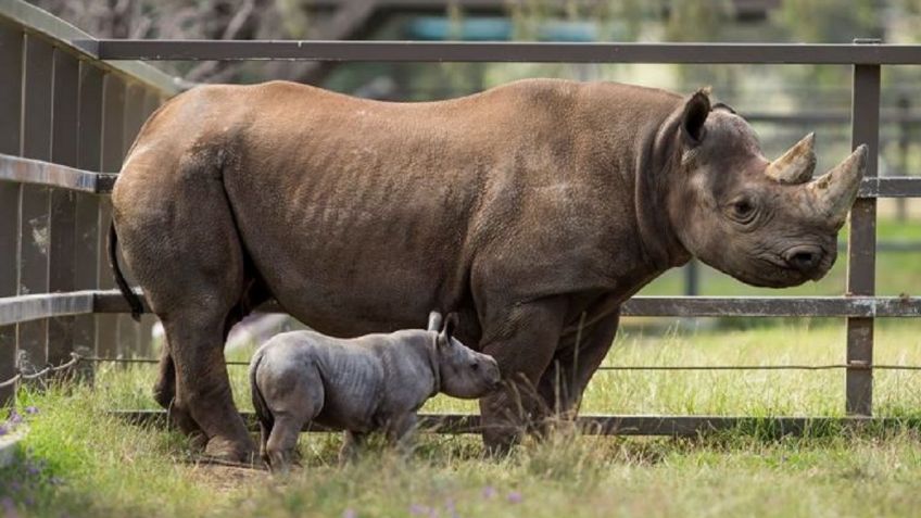 Nace RINOCERONTE NEGRO, especie catalogada en peligro crítico de extinción: VIDEO