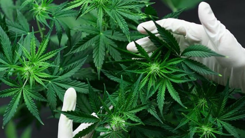 Cannabis medicinal genera interés en inversionistas