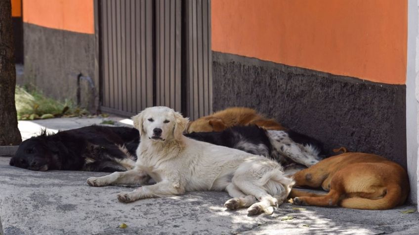 VIDEO VIRAL: Abuelita es atacada por jauría de perros; sufre mordeduras en la cara y brazos