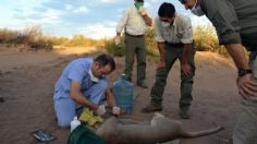 Tras herir de gravedad a un puma, agricultor debe pagar una “cuota alimentaria” de por vida