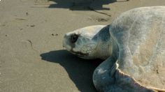 Primera tortuga Lora arriba a playas de Tamaulipas; autoridades cuidan el desove