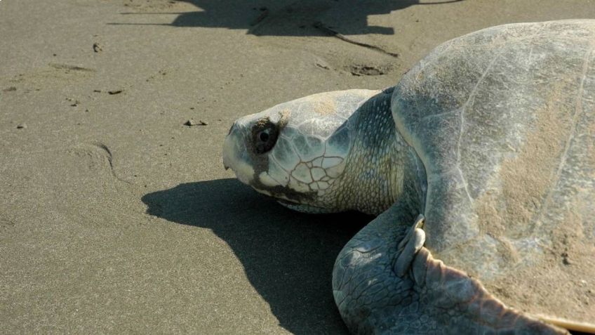 Primera tortuga Lora arriba a playas de Tamaulipas; autoridades cuidan el desove