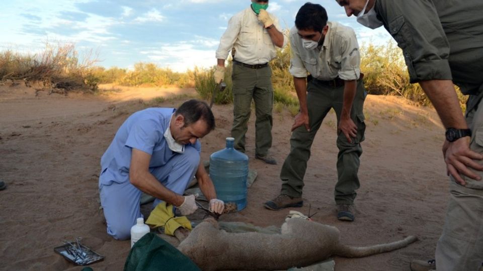 Tras ser rescatada de la trampa la puma fue nombrada como “Unelén” y debido a las lesiones sufridas por los dientes oxidados de la trampa su pata delantera derecha quedó demasiado lastimada y le fue amputada. FOTO: ESPECIAL