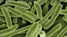 Descubren bacterias que eludieron a la evolución, ¡son iguales desde hace 175 millones de años!