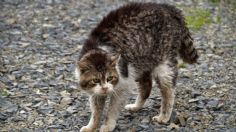 ¡Sacó las garras! Gatito sale ileso después de enfrentarse a una jauría de perros: VIDEO VIRAL