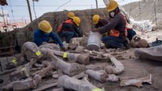 Avanzan las obras en Santa Lucía y esto es lo que se sabe de los mamuts hallados