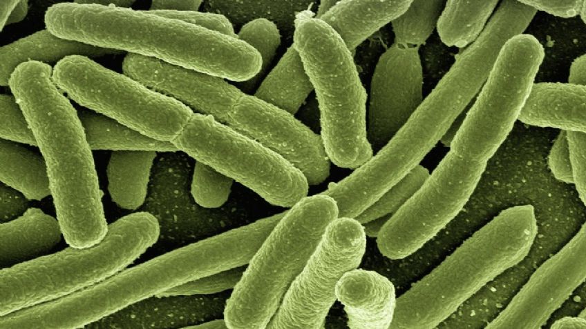 Descubren bacterias que eludieron a la evolución, ¡son iguales desde hace 175 millones de años!