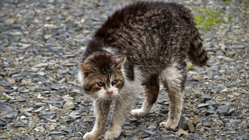 ¡Sacó las garras! Gatito sale ileso después de enfrentarse a una jauría de perros: VIDEO VIRAL