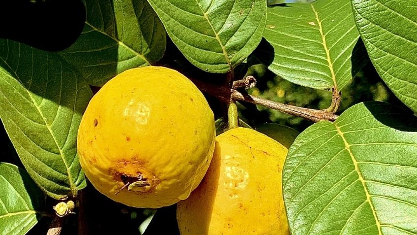 Té de hojas de guayaba: 5 beneficios para tu salud