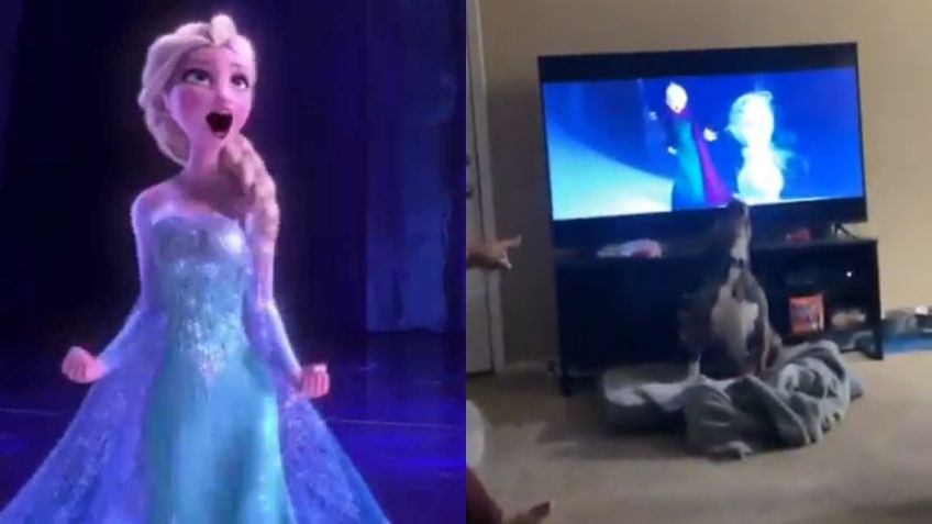 VIDEO VIRAL: ¡Libre soy! Perrito cautiva la red al realizar peculiar “baile” de Frozen