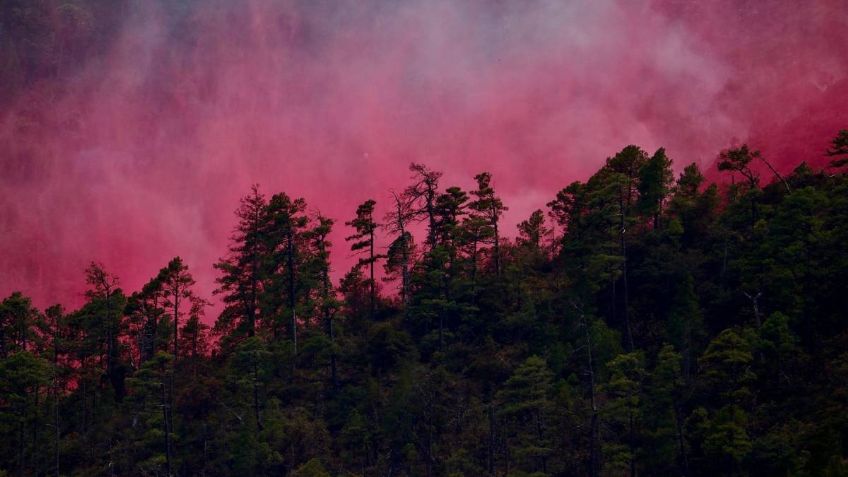 Incendios forestales amenazan México; hay 15 activos en 5 estados