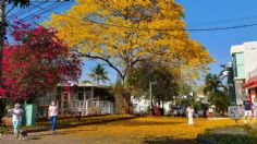 Tabasco: cientos de familias disfrutan de los Guayacanes en Villahermosa | FOTOS