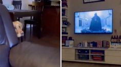 La divertida reacción de un perro ante Darth Vader: VIDEO VIRAL