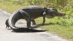 ¡De miedo! Cocodrilo interrumpe a mamá viendo a su hijo jugar en un torneo de golf: VIDEO