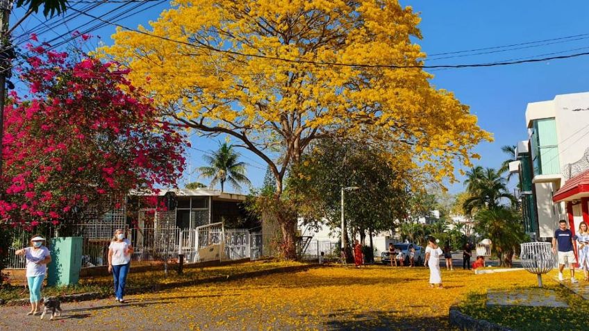 Tabasco: cientos de familias disfrutan de los Guayacanes en Villahermosa | FOTOS