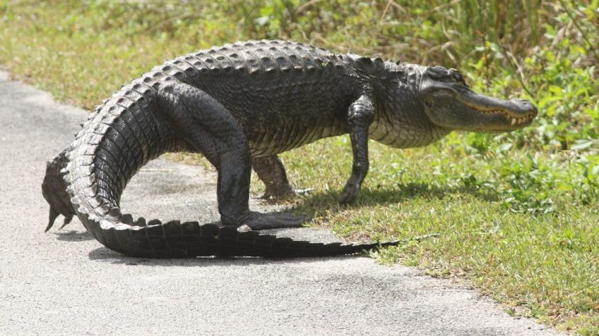 ¡De miedo! Cocodrilo interrumpe a mamá viendo a su hijo jugar en un torneo de golf: VIDEO