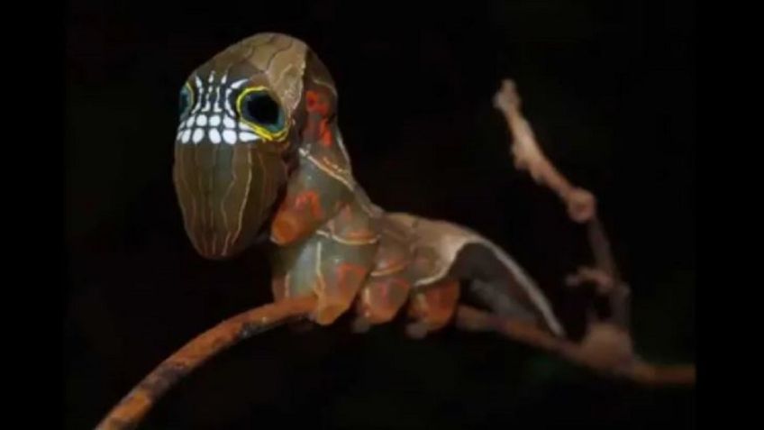 VIDEO: ¡POLILLA DE LA MUERTE! Impresionante metamorfosis de uno de los animales en peligro de extinción