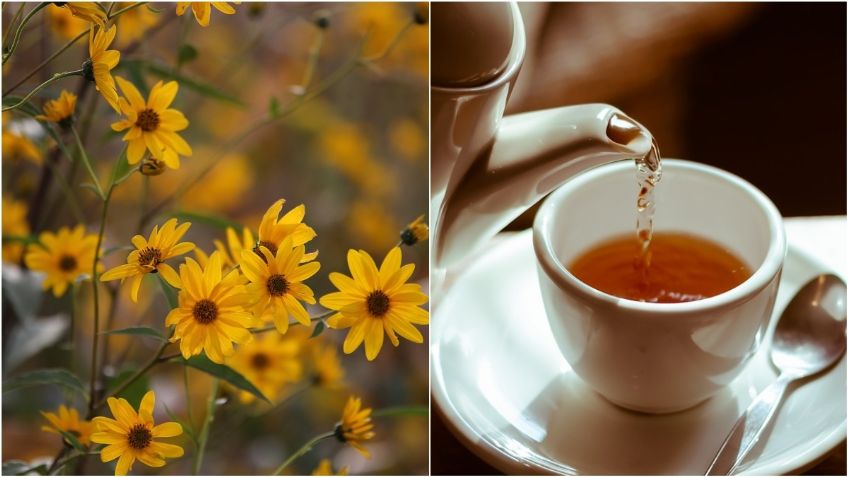 Té de árnica: Beneficios y usos medicinales de esta hierba "milagrosa"