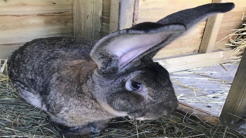 ¡Se busca! En INGLATERRA se roban al conejo más grande del mundo; esta es la RECOMPENSA