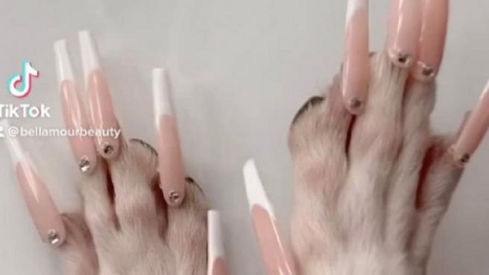 Una influencer le puso uñas postizas a su perro Chihuahua.