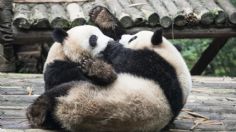 FOTOS: Osos panda pelean por amor, no es tan tierno como parece