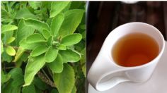 Té de boldo: Para qué sirve y cuáles son los beneficios para la salud de esta infusión