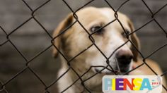 ¿Quién es el animal?: Una iniciativa para combatir el maltrato canino