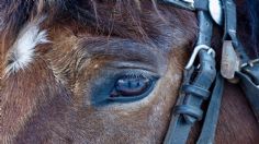 Maltrato animal: Piden en Mérida que se deje de utilizar caballos para jalar las tradicionales calandrias