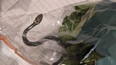 Encuentran a serpiente venenosa dentro de una bolsa de lechuga en supermercado | FOTO