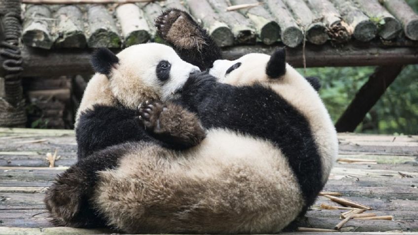 FOTOS: Osos panda pelean por amor, no es tan tierno como parece