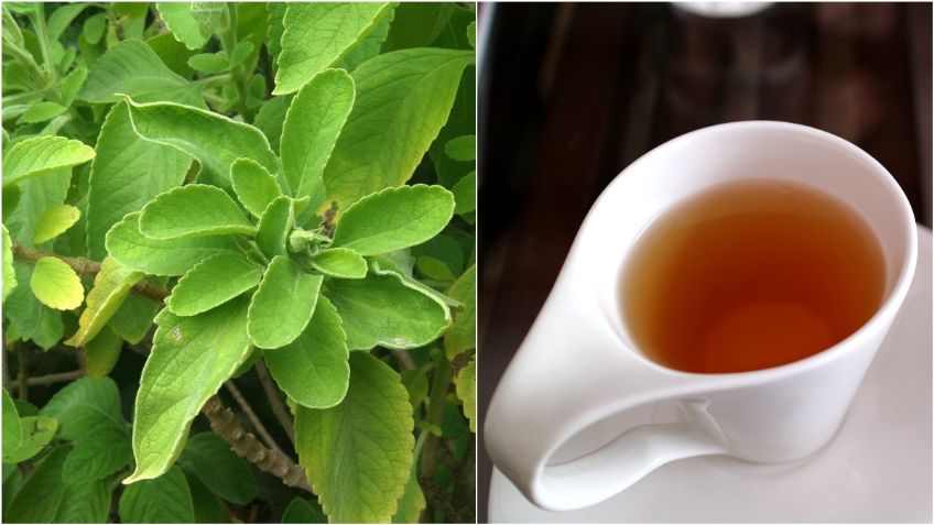 Té de boldo: Para qué sirve y cuáles son los beneficios para la salud de esta infusión