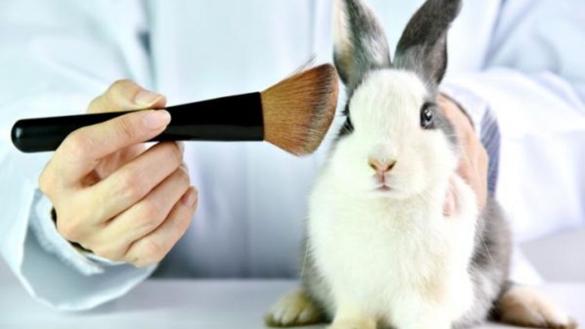 ¡Adiós a la CRUELDAD ANIMAL! Con ayuda de estas APPS podrás conocer si tus PRODUCTOS son "Cruelty free"