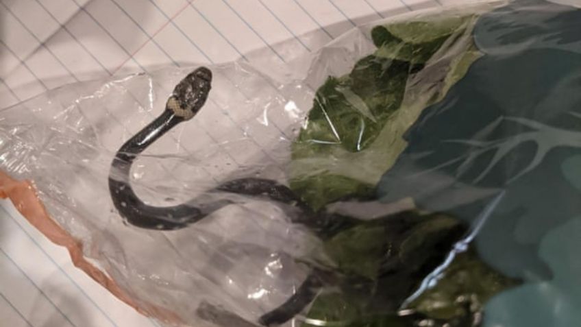 Encuentran a serpiente venenosa dentro de una bolsa de lechuga en supermercado | FOTO