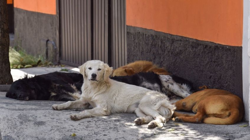 Hasta 12 años de prisión a quien mate a una animal: la propuesta del PVEM en la CDMX