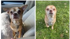 Chihuahua "neurótico" y "demoníaco" está en ADOPCIÓN; el BRUTAL mensaje de un perrito que nadie quiere: FOTO VIRAL